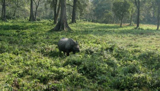 visit gorumara, gorumara national park tour package, places tyo visit in gorumara